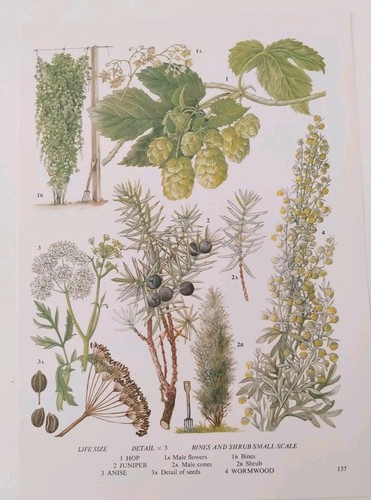 Vintage botanical print hops - botanical,