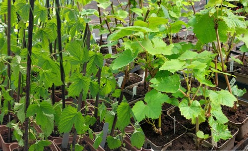 Hop plants grape - &,