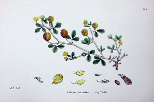 Trifolium procumbens hop - procumbens,
