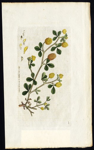 Antique botany print hop - botany, print-hop
