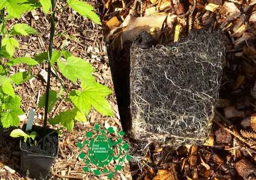 Hop plant collections - plant,