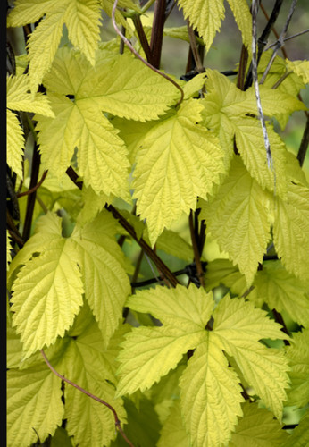 Humulus golden hops climber - humulus,