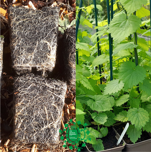 Field grade hop plants - grade, 20+
