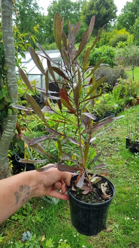 Dodonea viscosa purpurea - dodonea,