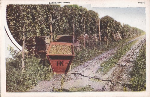 Agriculture gathering hops - gathering,