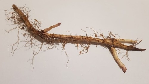 Hops rhizomes cehoslovac - hops, rhizomes-cehoslovac