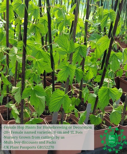 Hop plants singles - hop,