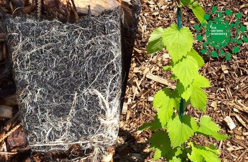 Hop plant collections - plant, 9cm
