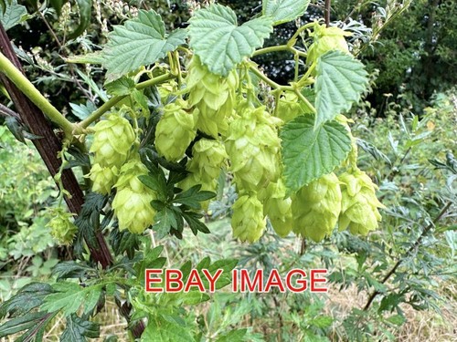 Photo humulus lupulus - lupulus, the