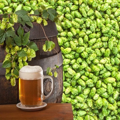 Hop magnum fruit bush humulus - magnum,