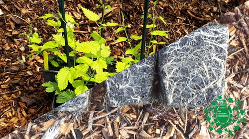 Golden tassels dwarf hop - dwarf, plant