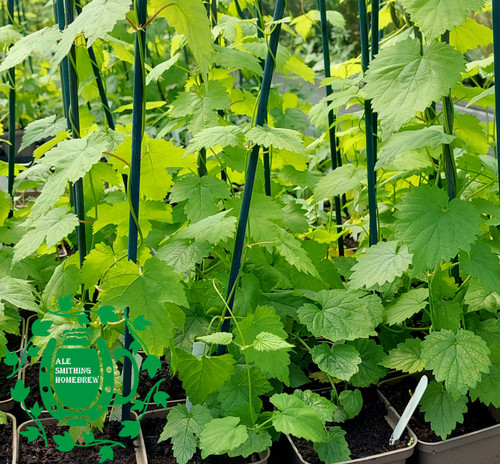 Hop plant packs - uk,