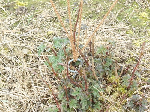 Photo young hop plant peg - a3,