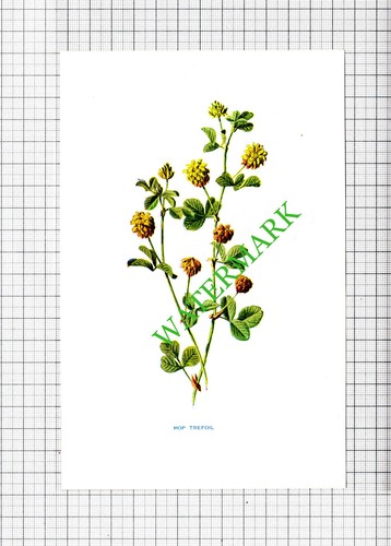 Hop trefoil botannical flower - ,