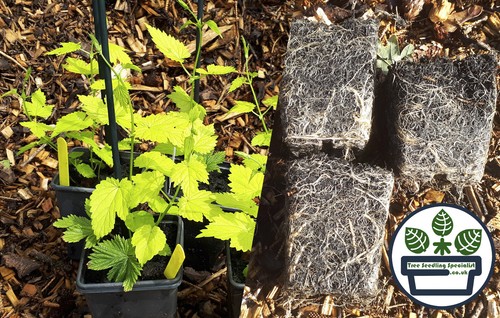 Essential homebrew hop plants - essential,