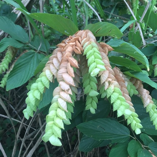 Flemingia strobilifera luck - flemingia,