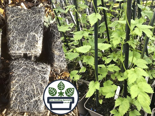 Hop plants pots female - hop,