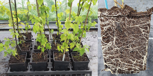 Litre hop plants all - 1,