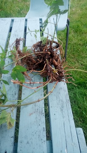 Hop plants good roots - plants,