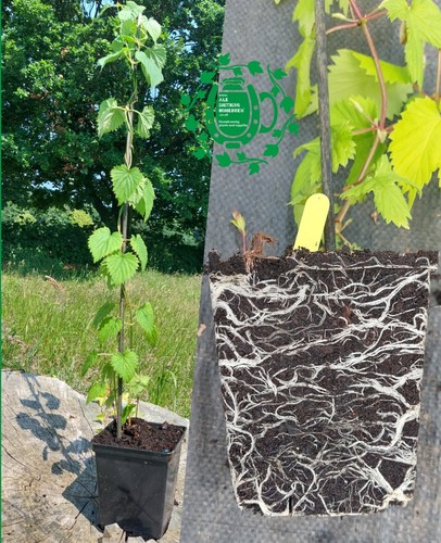 Litre pot hop - pot, -field