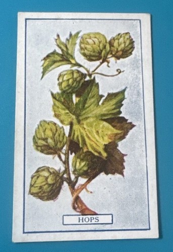 1917 gallaher plants - 1917,