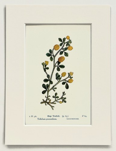Hop trefoil 1920 antique - trefoil,