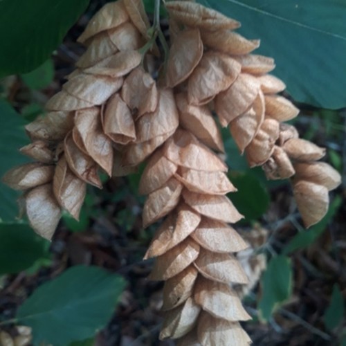 Luck plant indian wild - -,