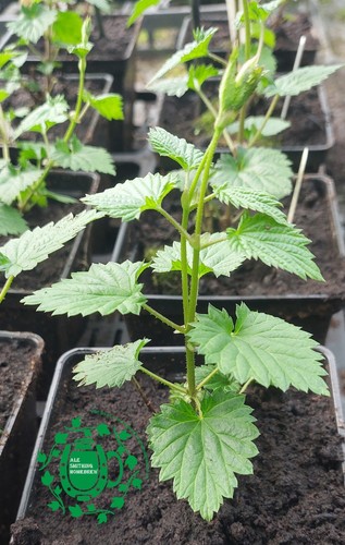 Fuggles hop plants - fuggles,
