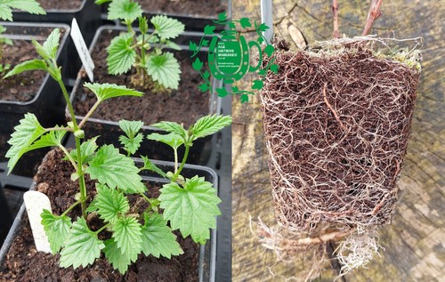 German lager hop plant - lager,