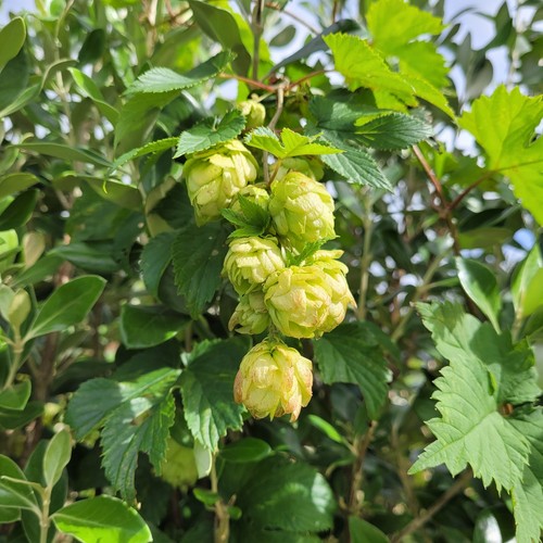 Hop plants rhizomes named - hop, rhizomes,