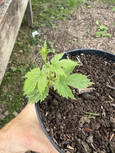 Hops plant phoenix - hops,