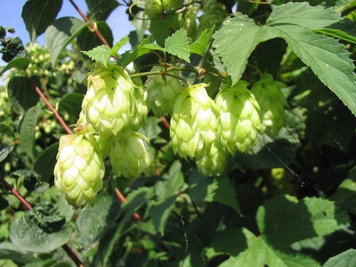 Hop wild - wild,