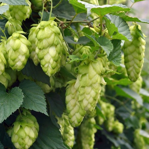 Hops jupiter humulus climbing - humulus,